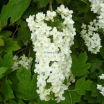 Hydrangea quercifolia Snowflake (22)