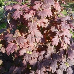 Hydrangea quercifolia Snowqueen (10)