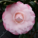 Camellia Nuccios Pearl (1)