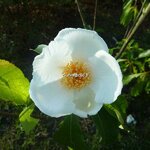Franklinia alatamaha (4)