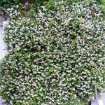 Trachelospermum jasminoides Wilsonii