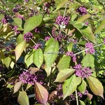 Callicarpa bodinieri Imperial Pearl (2)