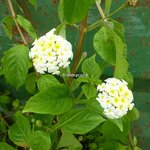 Lantana camara Avalanche (1)