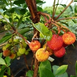 Arbutus unedo Rubra