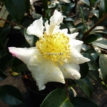 Camellia sasanqua Setsugekka