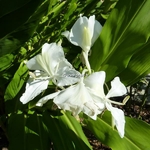 Hedychium coronarium (3)