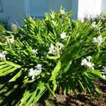 Hedychium coronarium (2)