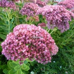 Sedum Herbstfreude (3)