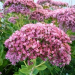 Sedum Herbstfreude (1)