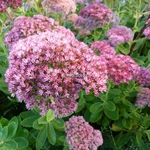 Sedum Herbstfreude (2)