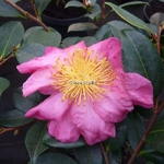 Camellia sasanqua Anna Dzofka