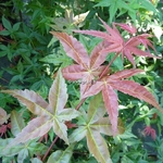 Acer palmatum Beni Maiko (1)