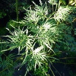 Acer palmatum Emerald Lace (3)