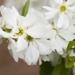 Exochorda macrantha Lotus Moon (1)