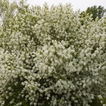 Exochorda macrantha Lotus Moon