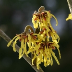 Hamamelis intermedia Arnold Promise