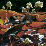 Hydrangea aspera Hot Chocolate (1)