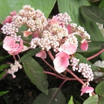 Hydrangea aspera Hot Chocolate (2)