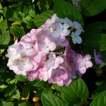 Hydrangea paniculata Fraise Melba (5)