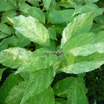 Hydrangea paniculata Shikoku Flash