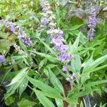 Vitex agnus-castus Delta Blues (2)