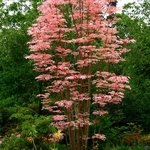 Toona sinensis Flamingo