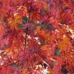 Acer palmatum Emerald Lace