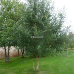 Quercus suber (2)