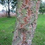 Quercus suber (1)