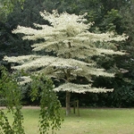 Cornus controversa Variegata (1)