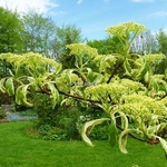 Cornus controversa Variegata