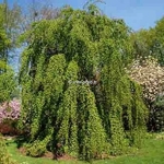 Cercidiphyllum japonicum Pendulum