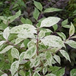 Callicarpa japonica Shiji Murasaki (5)