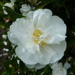 Camellia sasanqua Etoile du Berger (1)