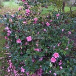 Camellia sasanqua Shishigashira (1)