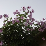 Dahlia imperialis (1)