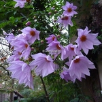 Dahlia imperialis (2)