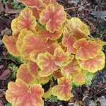 Heuchera Tiramisu (3)