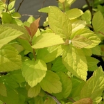 Spiraea japonica Gold Mound (2)