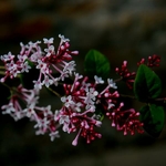 Syringa microphylla Superba