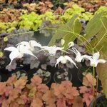 Epimedium Artic Wings