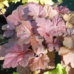 Heuchera Caramel (5)