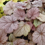 Heuchera Pinot Gris (9)