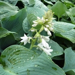 Hosta Big Daddy (3)