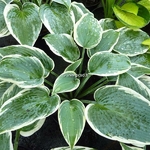 Hosta El Nino (3)