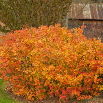 Fothergilla major (4)