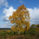 Betula pendula (2)