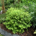 Spiraea japonica Goldmound