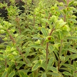 Euphorbia x martinii 'Ascot Rainbow' (3)