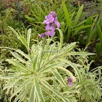 Erysimum linifolium Variegatum (1)